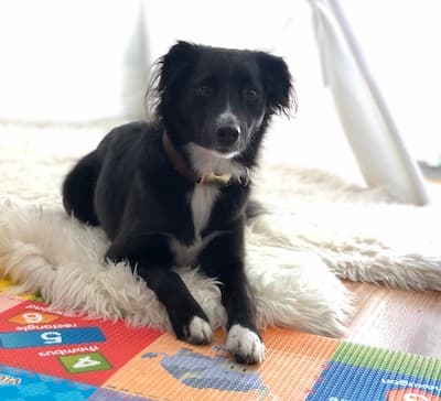 Pet Friendly Pet Friendly